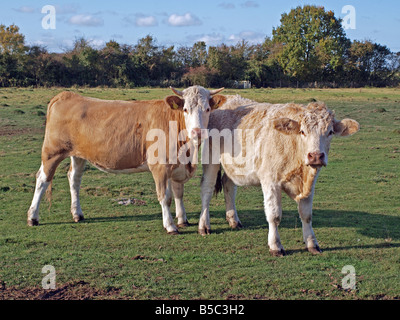 Due mucche in un campo Foto Stock