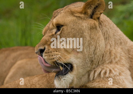 Leonessa africana ( Panthera leo ) che lo lambisce le labbra Foto Stock