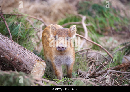 Highland Wildlife Park Scotland Regno Unito Foto Stock