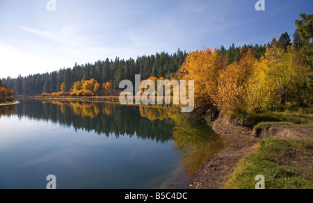 Aspen alberi e cespugli di salici girare oro in ottobre come le foglie di autunno cambia colore lungo il fiume Deschutes Trail, piegare, Oregon. Foto Stock