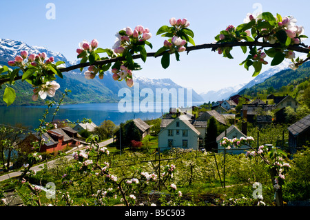 Fioritura di Apple presso l'Hardangerfjord in Norvegia occidentale Foto Stock