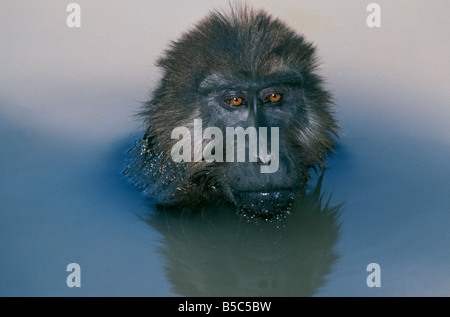 Macaque des celebes Saeugetiere Primaten Schopfmakak Macaca nigra oder Cynopithecus niger Celebes crestata o macaco macaq nero Foto Stock