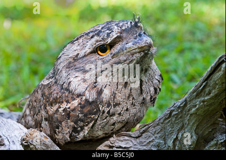 Bruno Frogmouth Owl Foto Stock