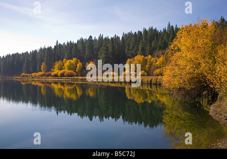 Aspen alberi e cespugli di salici girare oro in ottobre come le foglie di autunno cambia colore lungo il fiume Deschutes Trail, piegare, Oregon. Foto Stock