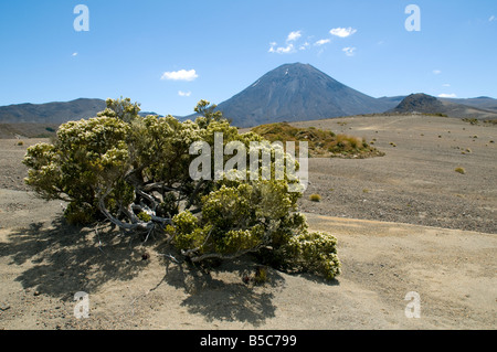 Il monte Ngauruhoe dal deserto Rangipo, Tongariro circuito nord, nord Isola, Nuova Zelanda Foto Stock