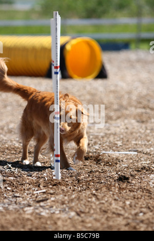 Nova Scotia Duck Tolling Retriever racing attraverso i poli di armatura in corrispondenza di un cane di agilità di prova. Foto Stock