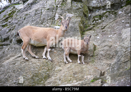 Highland Wildlife Park Scotland Regno Unito Foto Stock