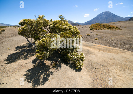 Il monte Ngauruhoe dal deserto Rangipo, Tongariro circuito nord, nord Isola, Nuova Zelanda Foto Stock