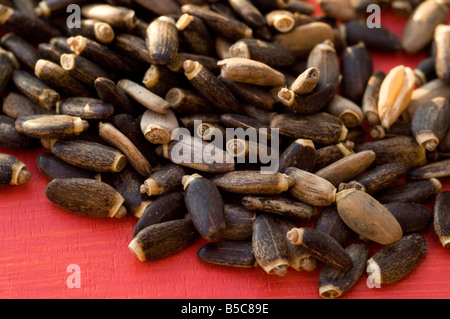 Cardo mariano semi. Silybum Marianum. Foto Stock