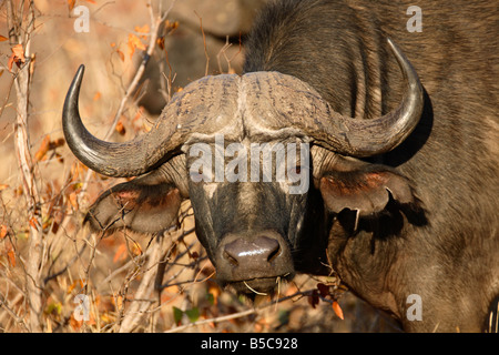 African Buffalo (Syncerus caffer) - Parco Nazionale di Kruger, Sud Africa Foto Stock