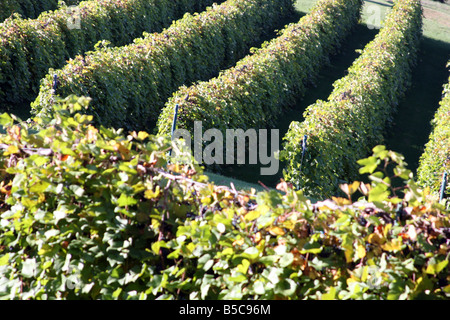 Filari di viti sulle colline alla Stone Hill Winery Herman Missouri Foto Stock