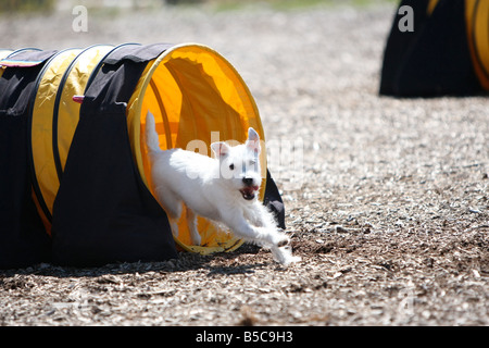 Terrier dog racing al di fuori di un tunnel ad un cane di agilità di prova. Foto Stock