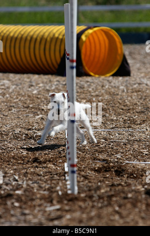 Terrier racing attraverso i poli di armatura in corrispondenza di un cane di agilità di prova. Foto Stock