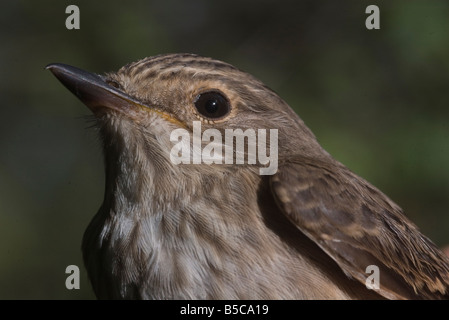 Muscicapa striata Spotted Flycatcher bird selvatica Foto Stock
