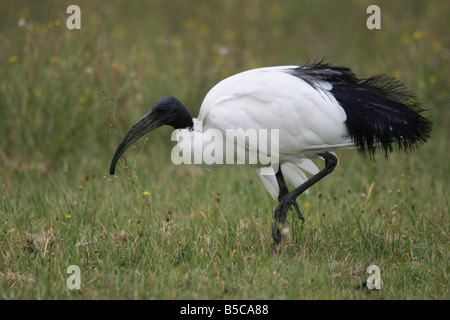 Ibis sacro Threskiornis aethiopicus alimentando in campo al lago Naivasha, Kenya. Foto Stock