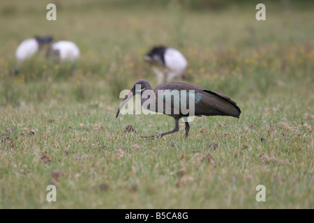 Ibis Hadada Bostrychia hagedash in campo con ibis sacri in background sul lago Naivasha, Kenya. Foto Stock