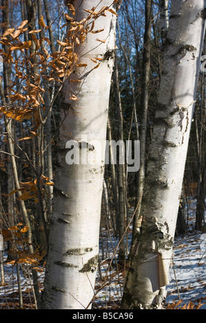 Tronchi di due betulle bianche vicino presi in autunno con neve sul terreno Foto Stock