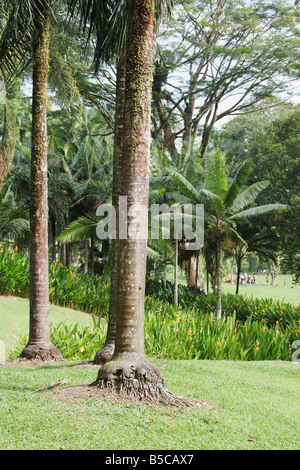 Palm Valley in Singapore Botanic Gardens Foto Stock