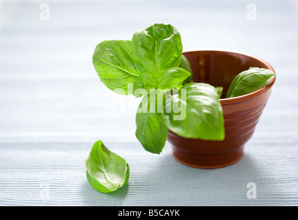 Di foglie di basilico fresco in piccolo marrone pentola di creta Foto Stock