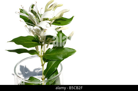 Caprifoglio fiori Foto Stock