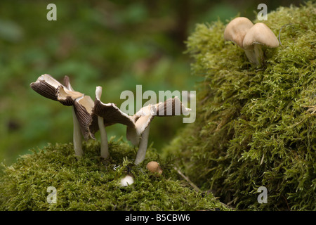 Il muschio e funghi che crescono su vecchi log in Scozia Foto Stock