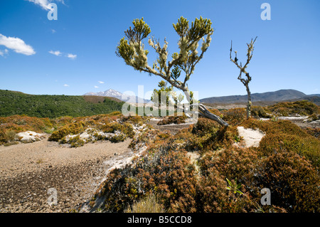 Recedono albero nel deserto Rangipo, Tongariro circuito nord, nord Isola, Nuova Zelanda. Il Monte Ruapehu dietro. Foto Stock