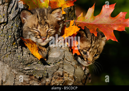 Assonnato e preoccupato Bobcat gattini mimetizzata e sicuro nel cavo di un albero den con l'autunno colorato di foglie di quercia Foto Stock