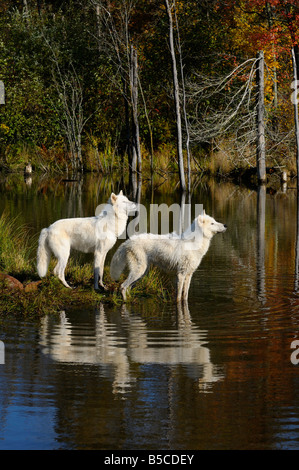 Due Arctic lupi guardando gli uccelli acquatici si riflette sul bordo di un lago con una foresta di autunno Foto Stock