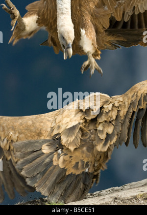 Grifoni, Gyps fulvus e combattimenti Foto Stock