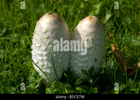 Shaggy copertura di inchiostro funghi Foto Stock