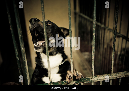 Cane che abbaia dietro il bar Foto Stock