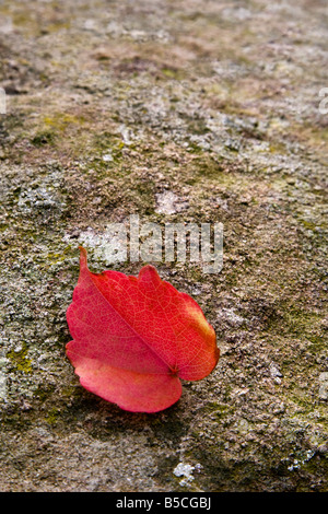 Un rosso autunnale foglia di Edera su pietra. Foto Stock