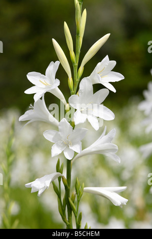 Arderne White Bugle Lily (Watsonia spp) - Kirstenbosch National Botanical Gardens Cape Town, Sud Africa Foto Stock