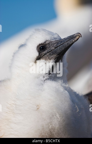 Un Gannett Sula bassanus chick in una colonia in basso la roccia della costa orientale della Scozia Foto Stock