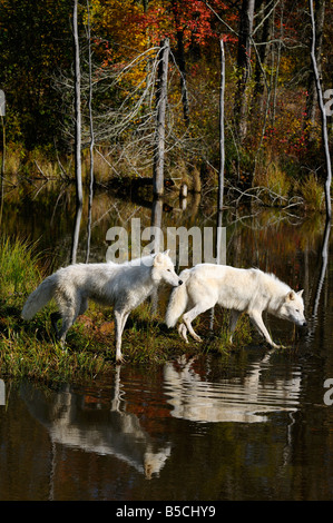 Due Arctic lupi caccia agli acquatici sul bordo di un lago riflette in acqua con una foresta di autunno Foto Stock