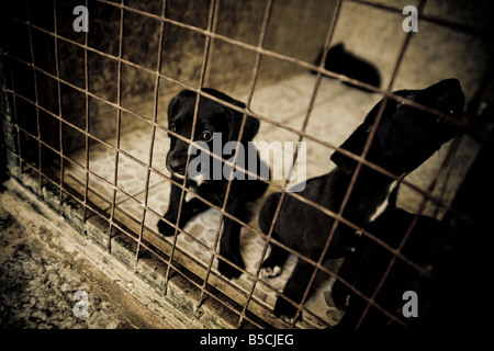 I cuccioli dietro il bar presso un centro di salvataggio per i cani abbandonati. Foto Stock