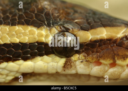 Close up di un occhio di un royal (o a sfera), Python (Python regius) Foto Stock