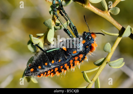 Gioiello Beetle, Julodes sp. su Lycium Foto Stock