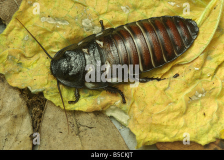 Sibilo malgascio scarafaggio (Gromphadorhina portentosa) Foto Stock
