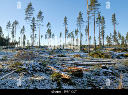 La moderna economia forestale invernale in pino, Pinus sylvestris, foresta. Porvoo, Finlandia e Scandinavia, Europa. Foto Stock