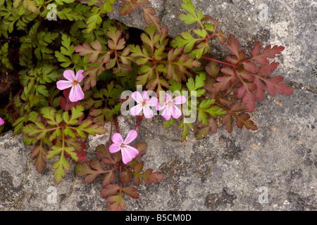 Herb Robert Geranium robertianum crescendo in una fessura nella pavimentazione di pietra calcarea Cumbria Foto Stock