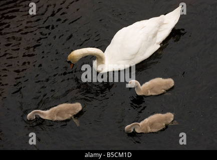 Cigno Cygnus olor adulto e cygnets su Lancaster Canal vicino a Carnforth Lancs Foto Stock