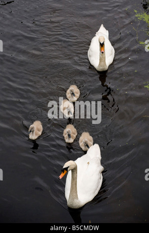 Cigno Cygnus olor adulto e cygnets su Lancaster Canal vicino a Carnforth Lancs Foto Stock