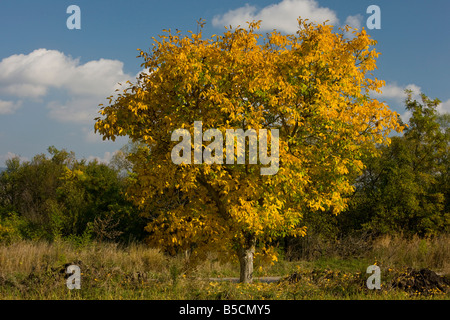 Albero di noce Juglans regia in colore di autunno Romania Foto Stock