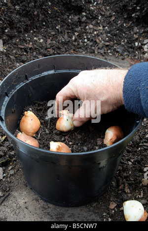 Piantare bulbi di tulipani TULIPA GIUSEPPE VERDI nel tardo autunno Foto Stock