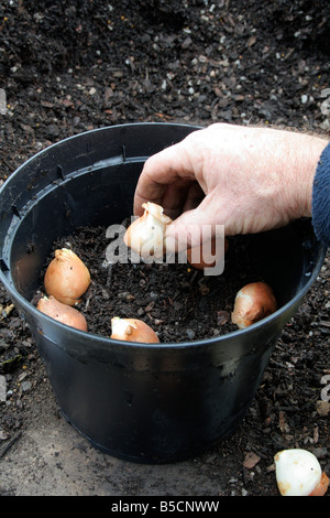 Piantare bulbi di tulipani TULIPA GIUSEPPE VERDI nel tardo autunno Foto Stock