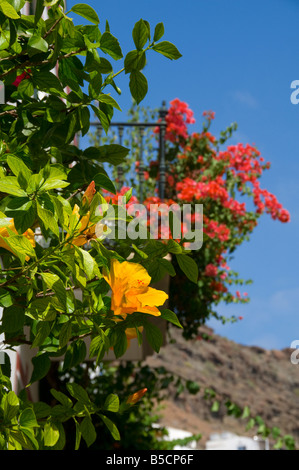 Puerto de Mogan giallo dei fiori di ibisco e bouganville in fiore nella soleggiata Gran Canaria Isole Canarie Spagna Foto Stock