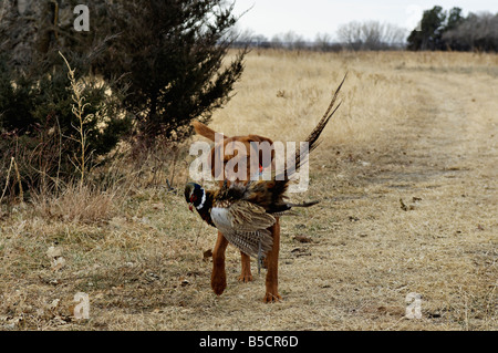 Vizsla il recupero dei morti Ringneck Pheasant Kansas Foto Stock