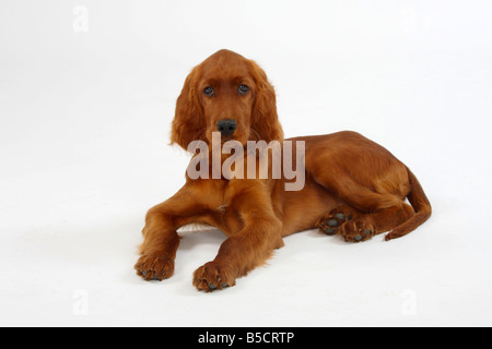 Setter Irlandese cucciolo 13 settimane Irlandese Setter rosso Foto Stock