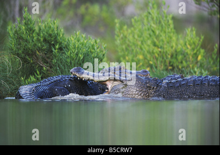 American Alligator Alligator mississipiensis adulti combattimenti Myrtle Beach South Carolina USA Foto Stock